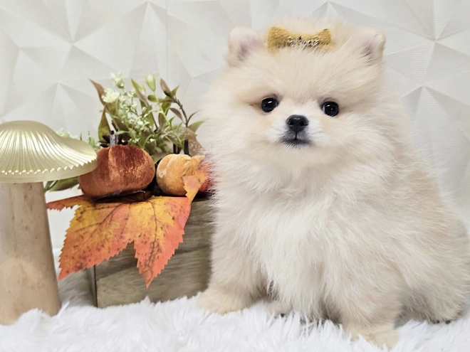 Pomeranian puppy for sale