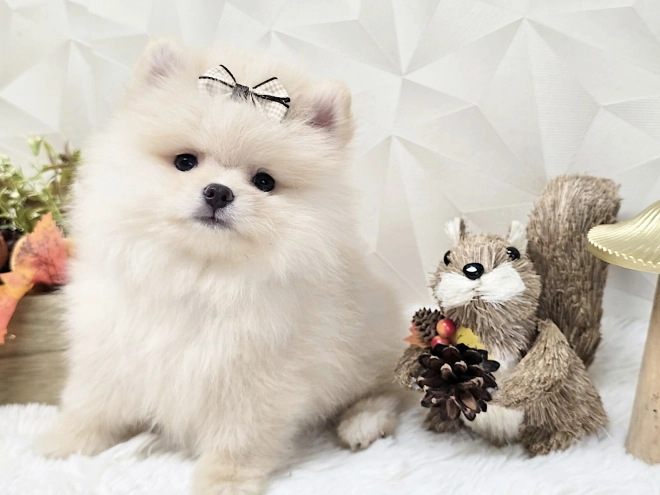 Pomeranian puppy for sale
