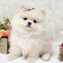 Doglet, cream Pomeranian for sale