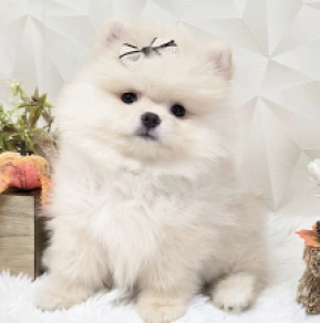 Pomeranian puppy for sale