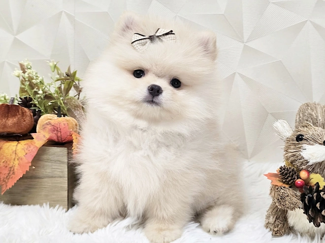 Pomeranian puppy for sale