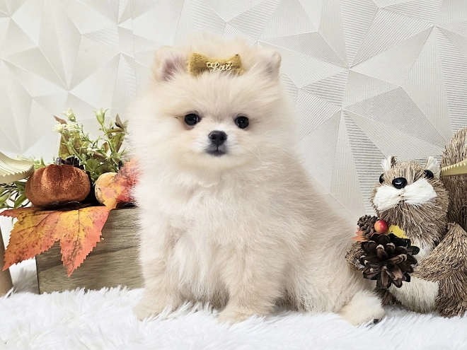 Pomeranian puppy for sale