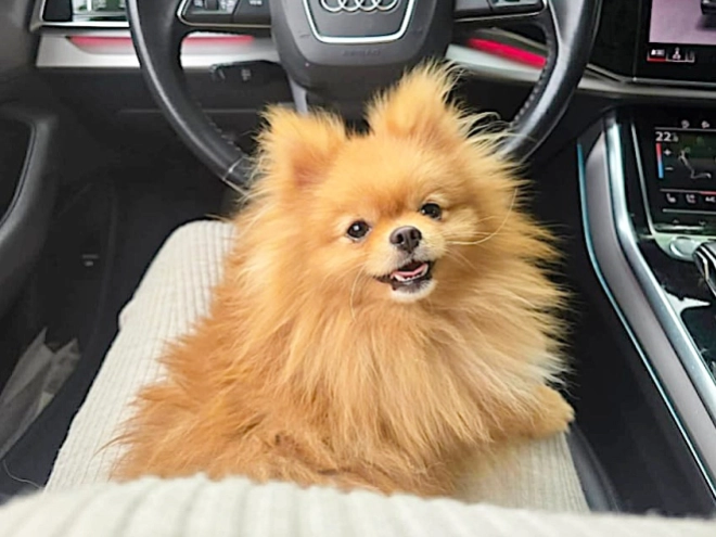 Pomeranian puppy for sale