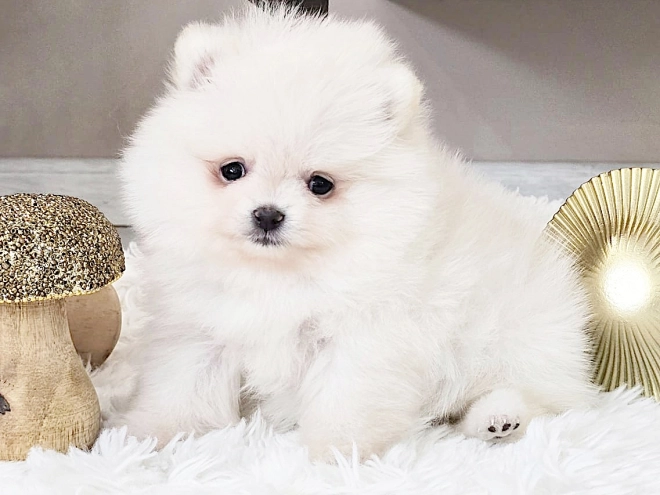 Pomeranian puppy for sale