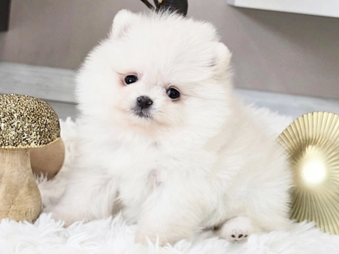 Pomeranian puppy for sale
