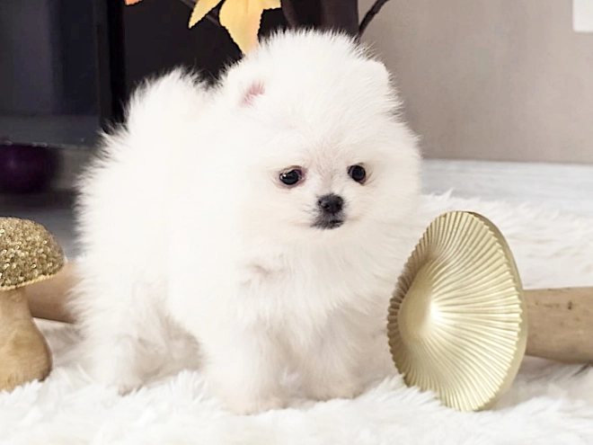 Pomeranian puppy for sale