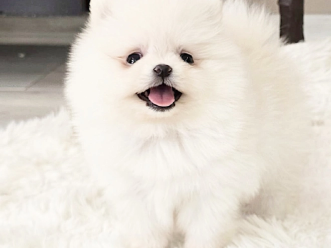 Pomeranian puppy for sale