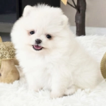 Beauty, white Pomeranian for sale