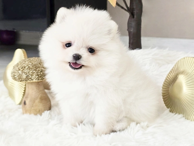 Pomeranian puppy for sale