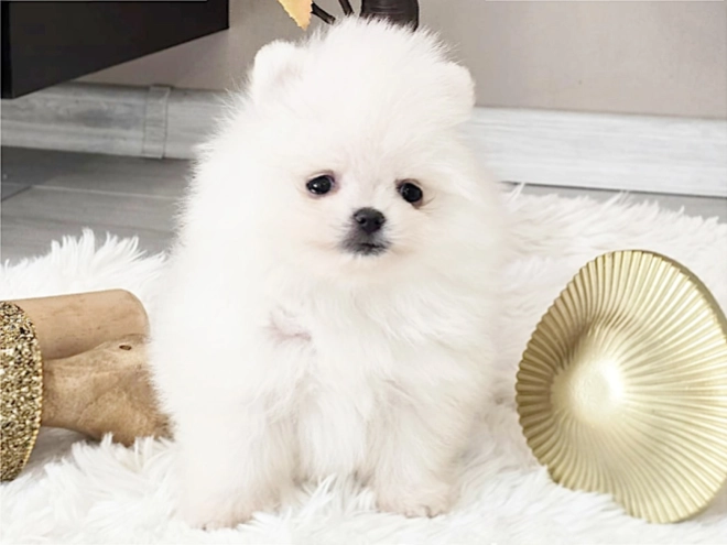 Pomeranian puppy for sale