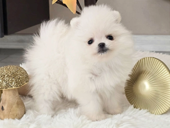 Pomeranian puppy for sale