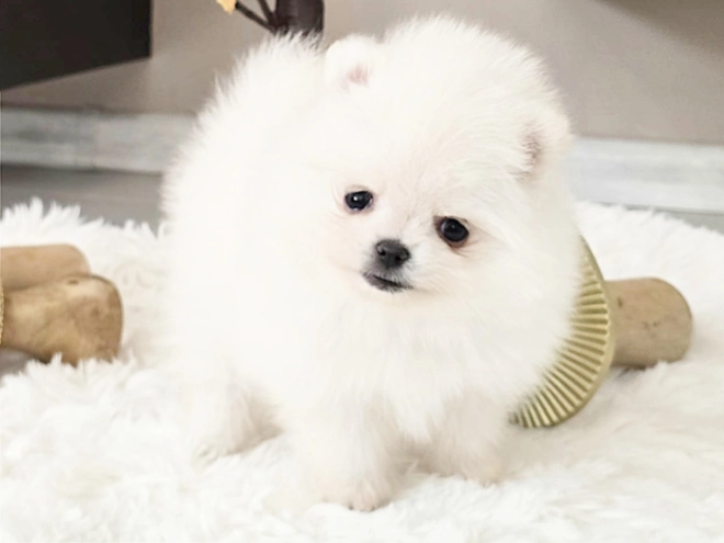 Pomeranian puppy for sale