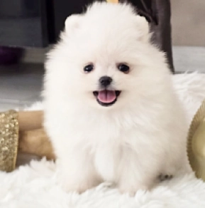 Pomeranian puppy for sale