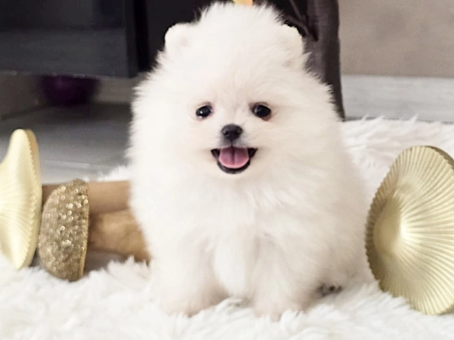 Pomeranian puppy for sale