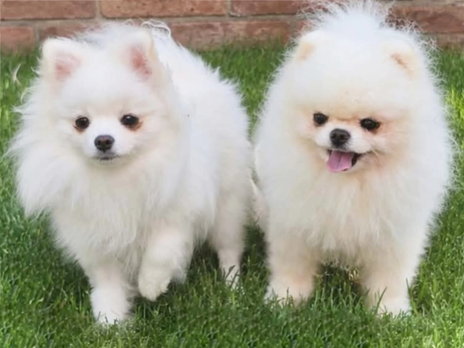Pomeranian puppy for sale