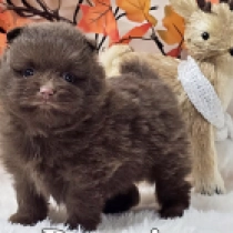 Simba, chocolate Deutscher Zwergspitz Welpen kaufen