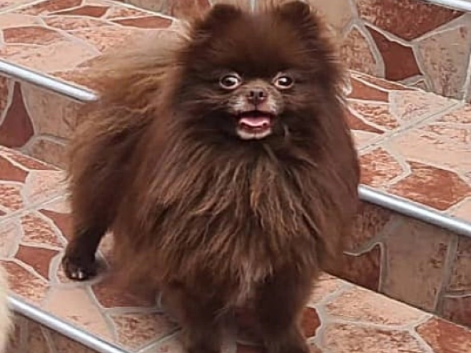 Deutscher Zwergspitz Welpe kaufen