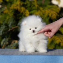 Babykins, white Deutscher Zwergspitz Welpen kaufen