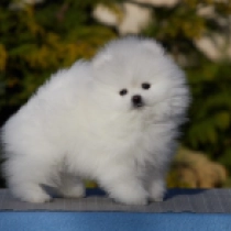 Stumpy, white Deutscher Zwergspitz Welpen kaufen