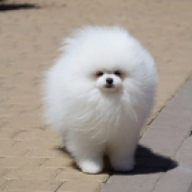 Stumpy, white Pomeranian for sale