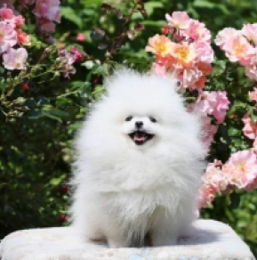 Pomeranian puppy for sale