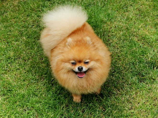 Pomeranian puppy for sale