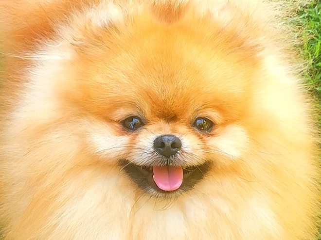 Pomeranian puppy for sale