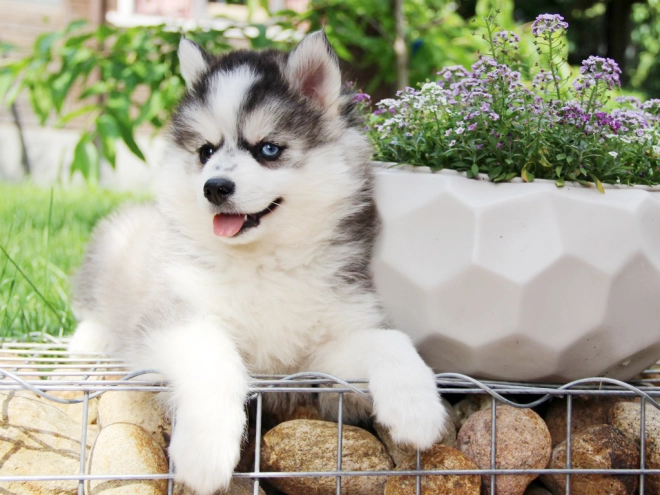 Pomsky puppy for sale