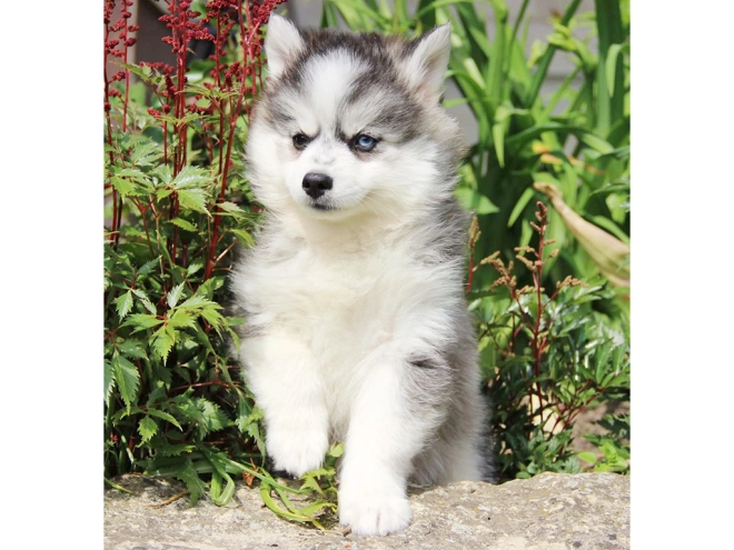 Pomsky puppy for sale