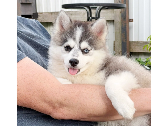Pomsky puppy for sale