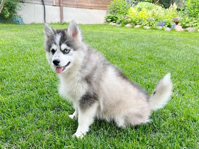 Pomsky puppy for sale
