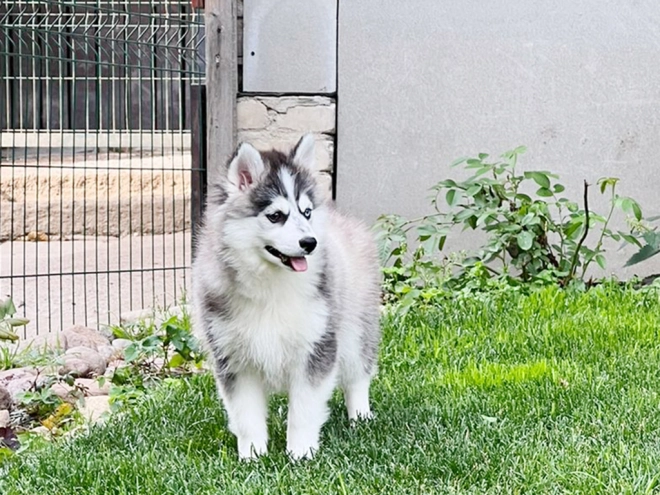 Pomsky puppy for sale