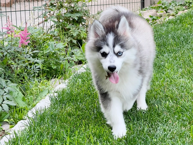 Pomsky puppy for sale