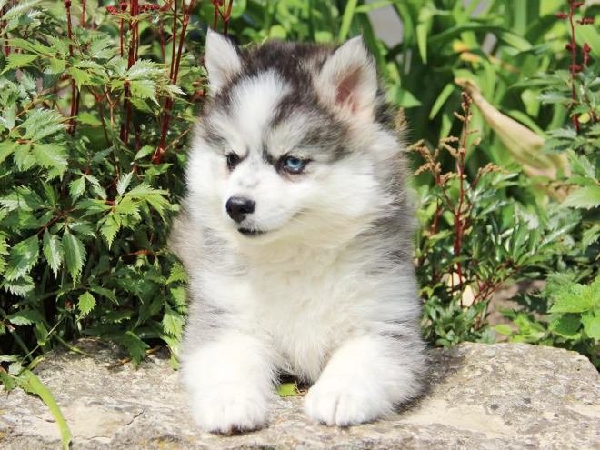 Pomsky puppy for sale