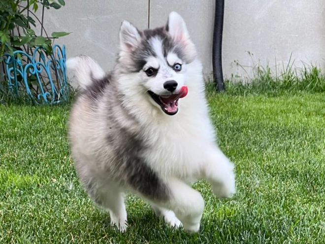 Pomsky puppy for sale