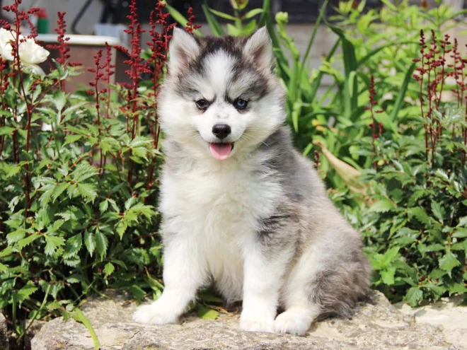 Pomsky puppy for sale