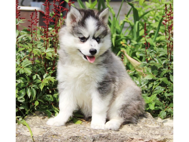 Pomsky puppy for sale