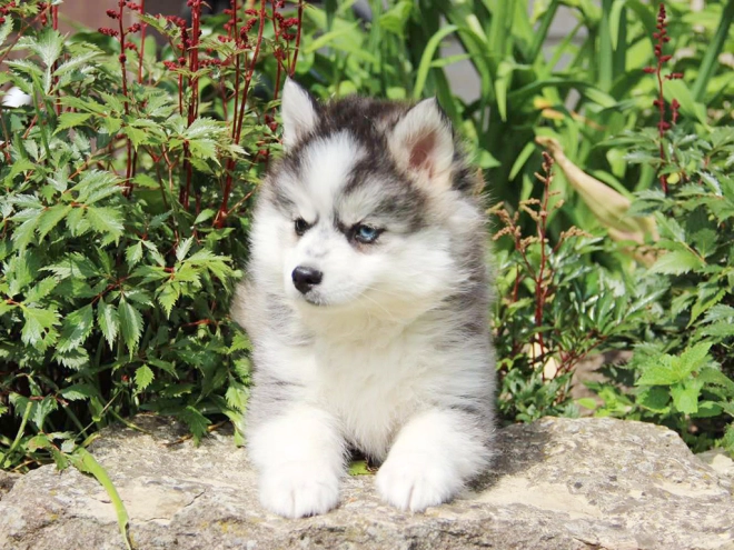 Pomsky puppy for sale