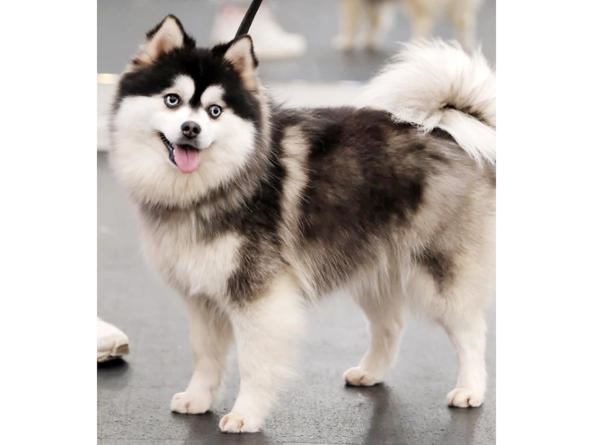 Pomsky puppy for sale