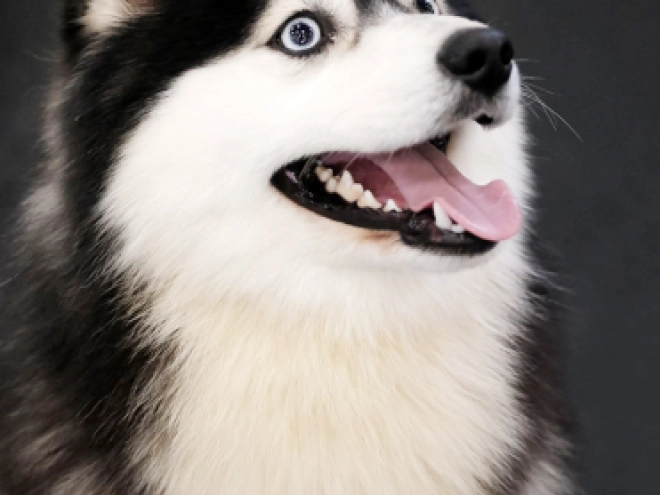 Pomsky puppy for sale