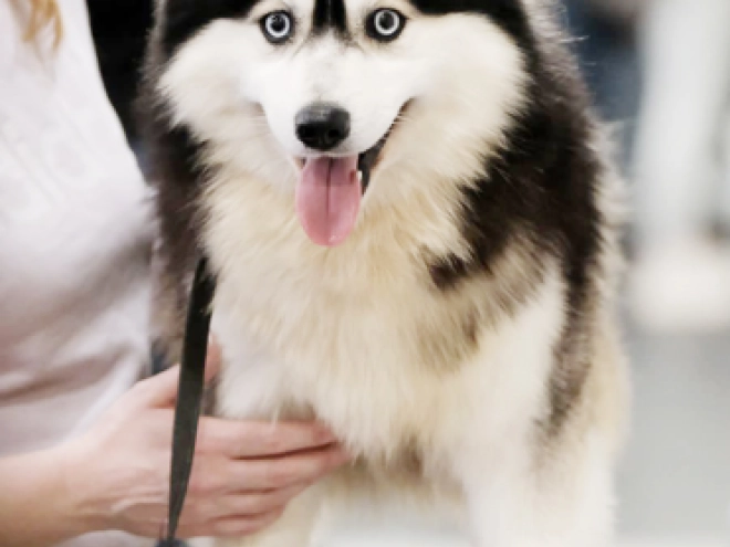 Pomsky puppy for sale