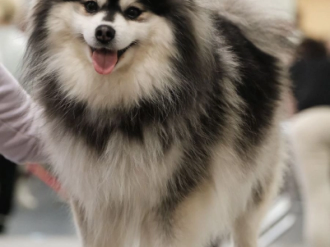 Pomsky puppy for sale