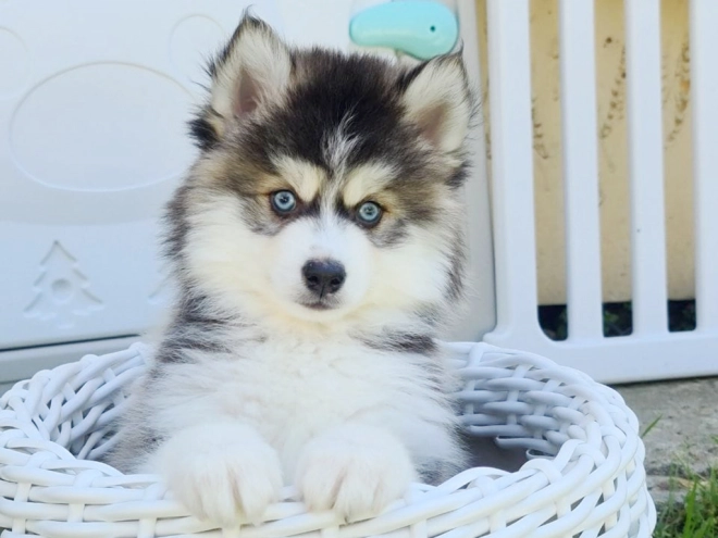 Pomsky puppy for sale