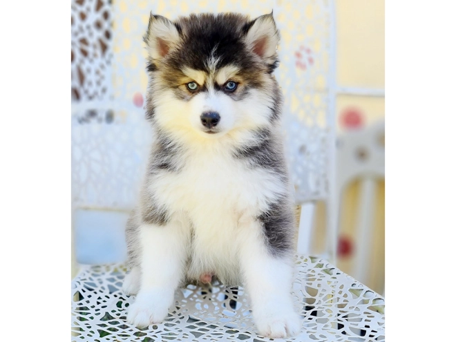 Pomsky puppy for sale