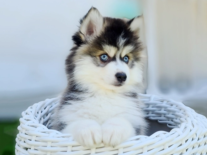 Pomsky puppy for sale