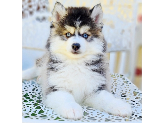 Pomsky puppy for sale