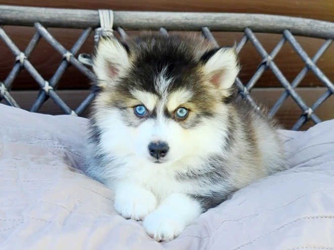 Pomsky puppy for sale
