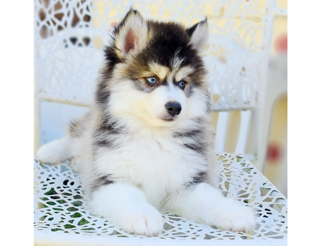 Pomsky puppy for sale