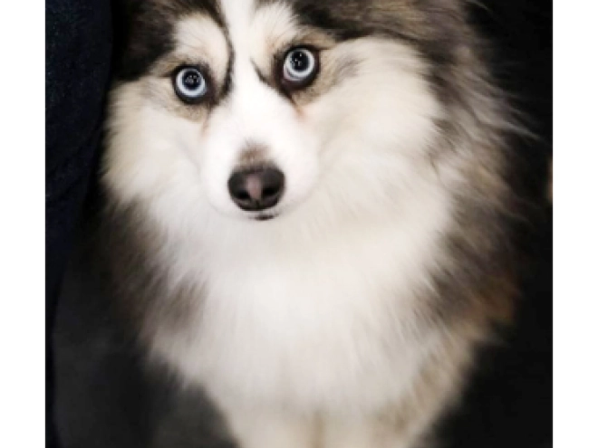 Pomsky puppy for sale