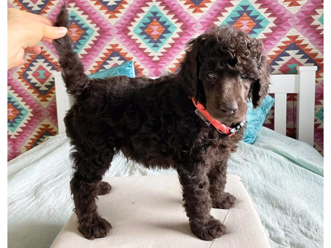 Perros Caniche en venta